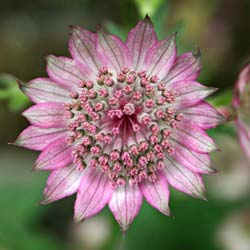 Astrance Rose / Astrantia major rosea